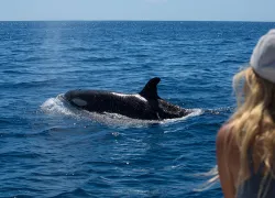 pelagic-safari-.jpg.webp