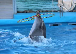 performing-dolphin-shutterstock-zhukovskaya-olga.jpg.webp