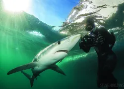 photographing_sharks_rhodeisland_dd_.jpg.webp