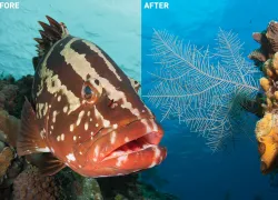 photoshop-how-to-change-water-color-underwater.jpg.webp