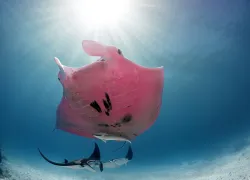 pink-manta-kristian-laine_.jpg.webp