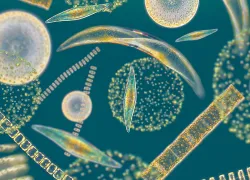 plankton-vert-image.jpg.webp
