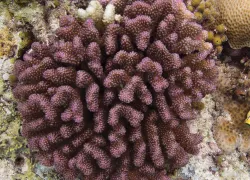 pocillopora.jpg.webp
