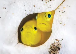 posing_fish_teaser_.png.webp