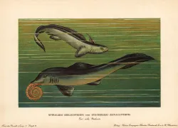 prehistoric_sharks.jpg.webp