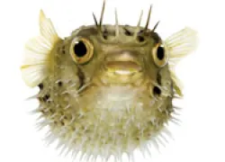pufferfish_thumb.jpg.webp