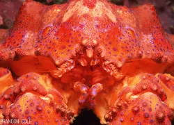 puget-sound-king-crab-brandon-cole.jpg.webp