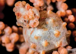 pygmy-seahorse.jpg.webp