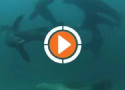 racerocksthumb.jpg.webp