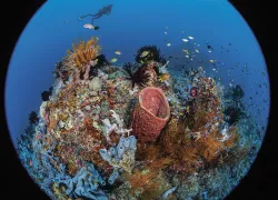 raja-ampat-mpa-jennifer-penner.jpg.webp