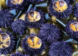 ranched-urchins-urchinomics.jpg.webp