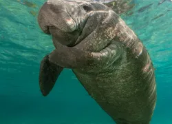 readers-choice--florida-springs-manatee.jpg.webp