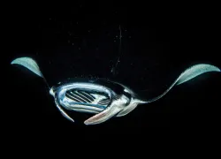readers-choice--manta-night-dive-shutterstock-.jpg.webp