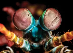 readers-choice-indonesia-macro-tobias-friedrich-teaser.jpg.webp
