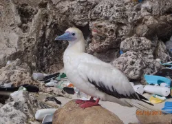 red-footed-booby-christmas-island-csiro-britta-denise-hardesty.jpg.webp