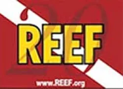 reef-flag.jpg.webp