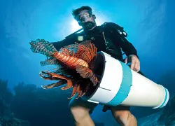 reef-lionfish-derby.jpg.webp