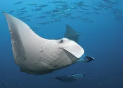 reef_mantas_mozambique.jpg.webp