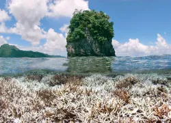 reef_relief_currents_teaser_scd.jpg.webp