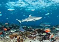 reefshark.brandoncole.scubadivingmag.june.jpg.webp