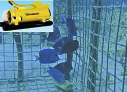 research_virgin_island.jpg.webp