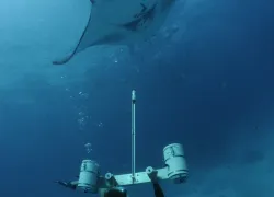 researcher_using_stereo_camera_to_measure_manta_rays_hanifaru_bay_baa_atoll_maldives__guy_stevens_manta_trust_.jpg.webp