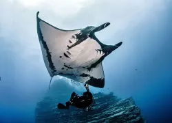 revillagigedos-manta_shutterstock_.jpg.webp
