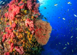 richelieu-rock-thailand-web.jpg.webp