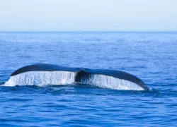 right-whale-_shutterstock.jpg.webp
