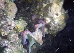 roatan-octo.jpg.webp