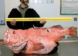 rockfish_thumb.jpg.webp