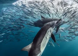 sardine-run-dolphin-teaser--wp-d-brandon_cole.jpg.webp
