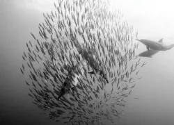 sardine_run_marlin_teaser_image_daniel_botelho_.jpg.webp
