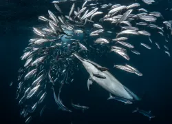 sardinerunSA.jpg.webp