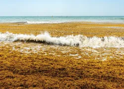 sargassum-.jpg.webp