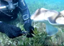saving-shark-screenshot-jules-casey-instagram-one-breath-diver.jpg.webp