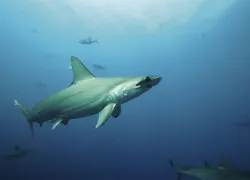 scalloped_hammerhead_pelagios_kakunja_conservation_teaser.jpg.webp