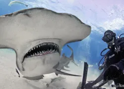 scd_top__big-animals.jpg.webp