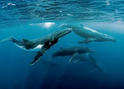 scd_humpback-tomaskotouc-shutterstock.jpg.webp