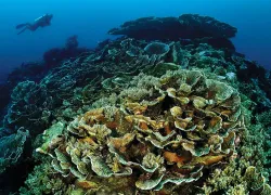 scd_indonesia-ambon-to-saumlaki-.jpg.webp