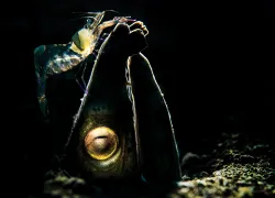 scd_snake-eel-and-shrimp-x.jpg.webp