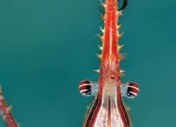 scdp_-.gif.webp