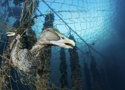 scd_fishing_img__copia_edit.jpg.webp