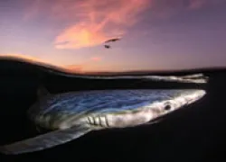 scd_imag_.jpg.webp