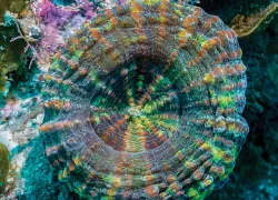 scolymia-lacera-.jpg.webp