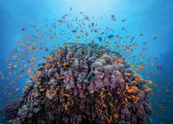 scott-johnson-reef-red-sea-egypt-web.jpg.webp