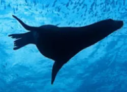scu-cabo-sealion_thumb.jpg.webp