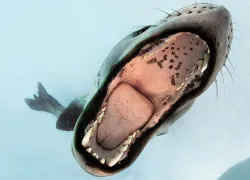 scu-dare-devil-dives-leopard-teaser.jpg.webp