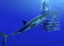 scu-great-white-shark-cage-encounters.jpg.webp