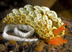 scu-nudibranch-macro-scuba-diving-tips.jpg.webp